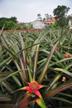 待放的菠萝花蕾
