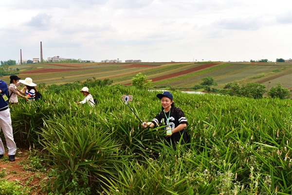徐闻菠萝的海吸引众游客采摘尝鲜游玩