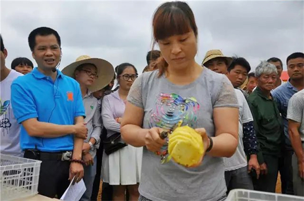 生态徐闻 菠萝飘香