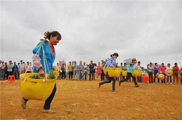 生态徐闻 菠萝飘香