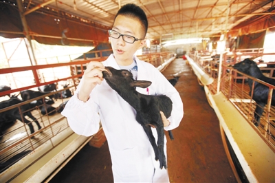 徐闻打造山羊养殖连片基地 南方羊都呼之欲出