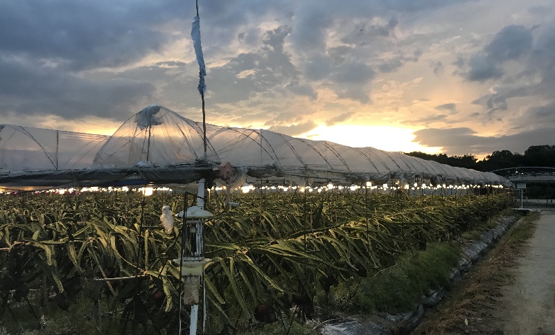 广东农民用夜间催化补光技术开拓火龙果种植新