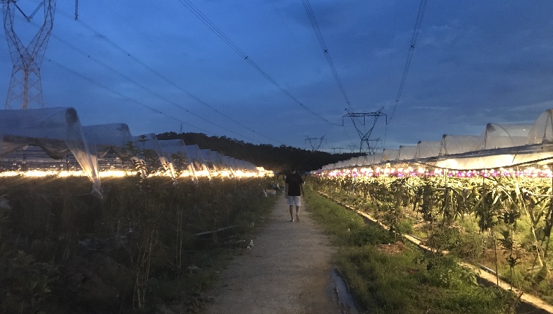 广东农民用夜间催化补光技术开拓火龙果种植新