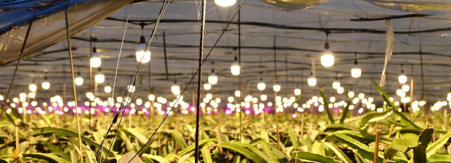 广东农民用夜间催化补光技术开拓火龙果种植新