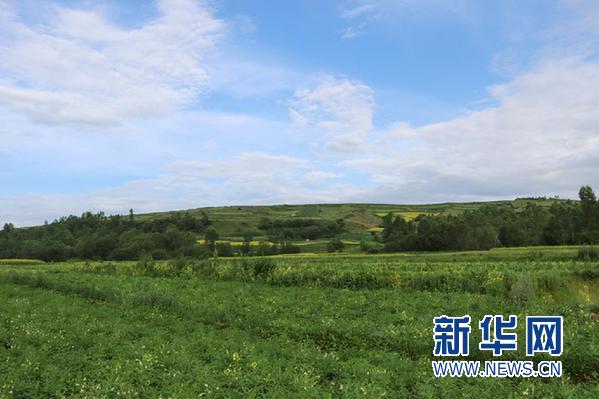 康美药业助力甘肃和政精准脱贫 中药材种植将