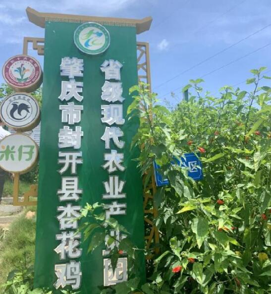 封开杏花鸡现代农业产业园扩容提质之路
