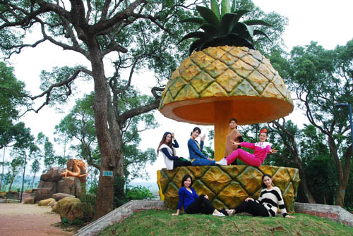 菠萝的海看菠萝--徐闻菠萝纪事