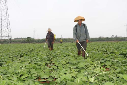 徐闻精心编织中国菜篮子