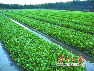乌鲁木齐市"菜篮子"基地土壤环境质量现状调查