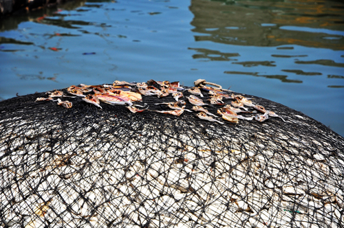 趣味徐闻:网上鱼