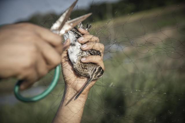 11月6日，志愿者解救被鸟网缠住的扇尾沙锥。