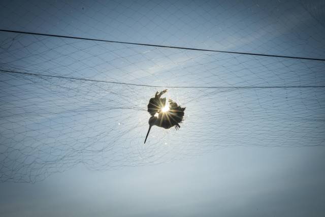 11月6日，一只今年被列入国家“三有”保护名录的扇尾沙锥被鸟网缠住。