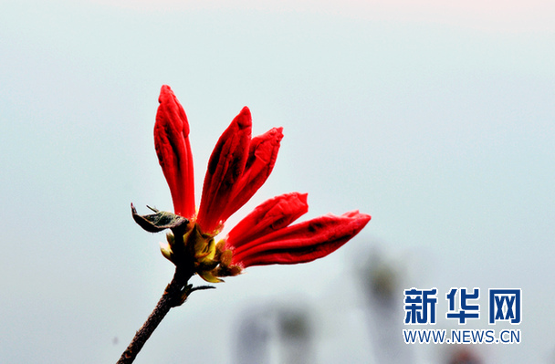 杜鹃花开映山红