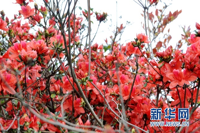 杜鹃花开映山红
