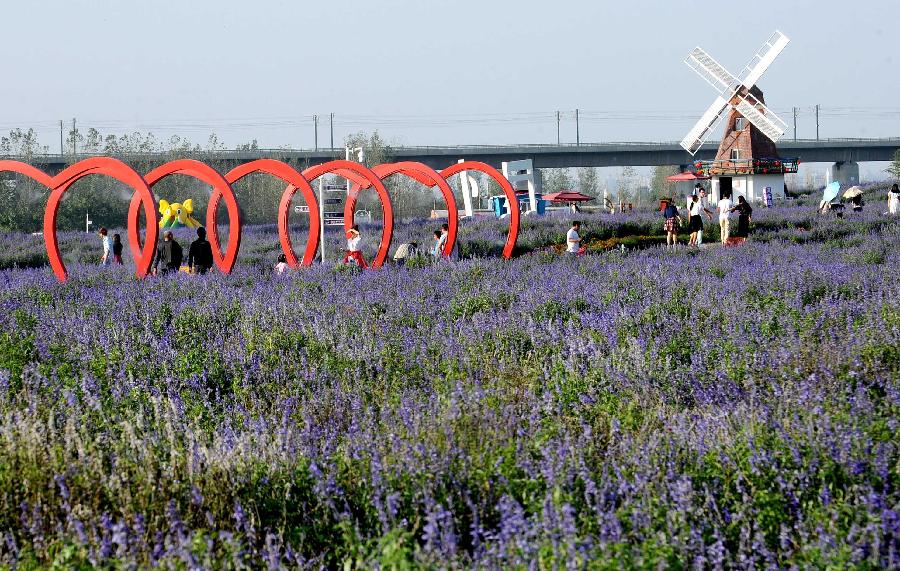 洛阳:徜徉紫色花海
