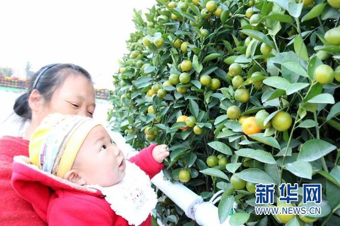 顺德一千零一盆年桔树搭出15米高桔塔