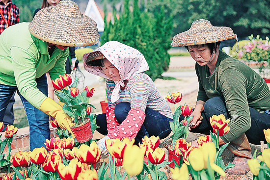 春节要看郁金香,不去荷兰去南沙