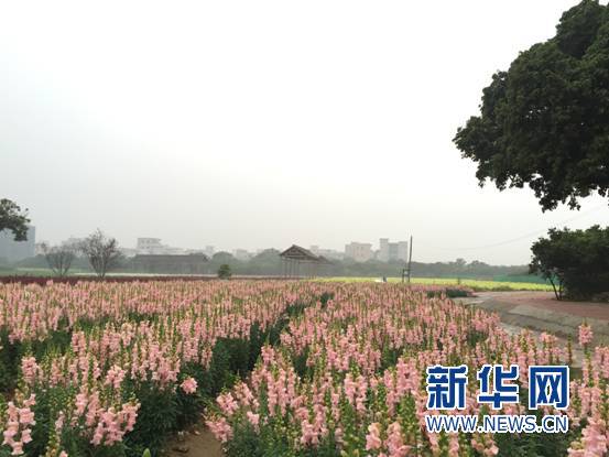 你舍得错过吗？带你去看“七彩花田”
