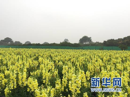 你舍得错过吗？带你去看“七彩花田”