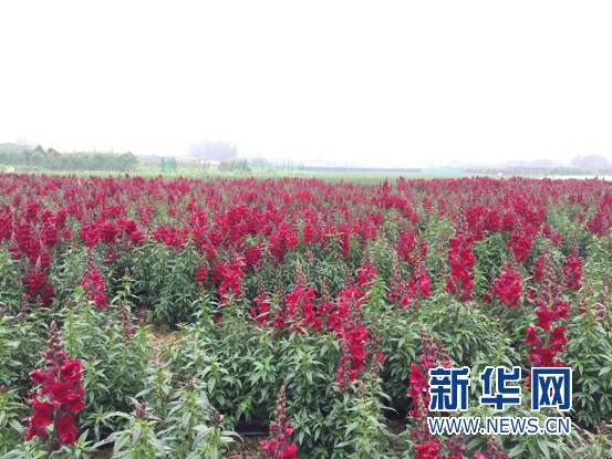 你舍得错过吗？带你去看“七彩花田”