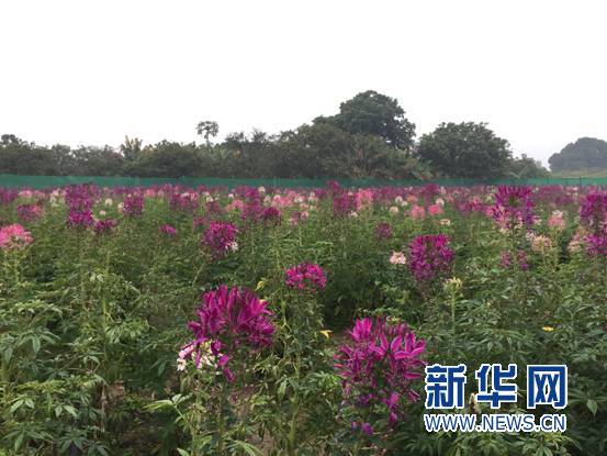 你舍得错过吗？带你去看“七彩花田”