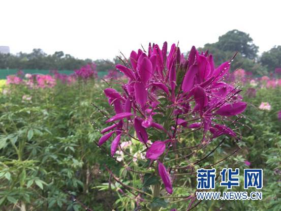 你舍得错过吗？带你去看“七彩花田”