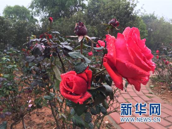 你舍得错过吗？带你去看“七彩花田”