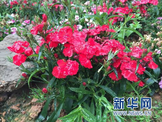 你舍得错过吗？带你去看“七彩花田”