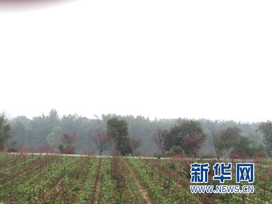 你舍得错过吗？带你去看“七彩花田”