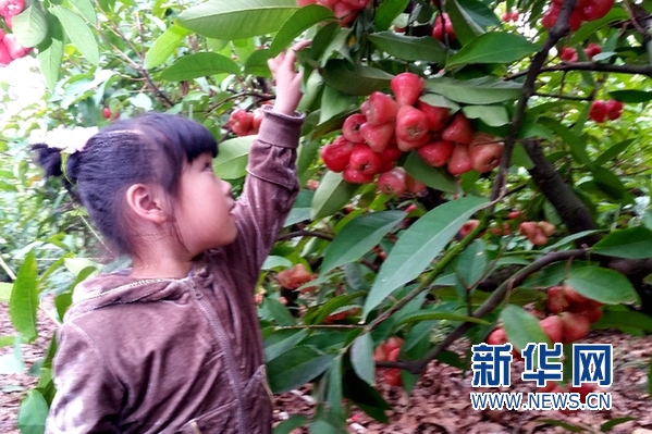 两台农在广东中山以台湾莲雾成功创业