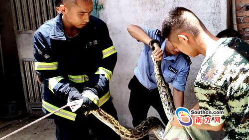 茂名电白:30斤重大蟒蛇入屋吃鸡吓坏住户