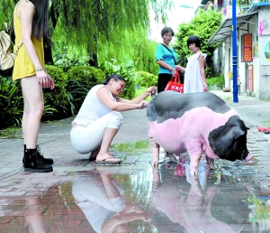 <em>广州</em>一宠物猪成<em>社区</em>明星 一年长到200斤 - 新华