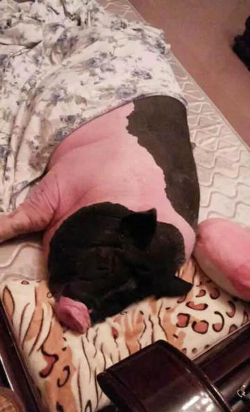 <em>广州</em>一宠物猪成<em>社区</em>明星 一年长到200斤 - 新华