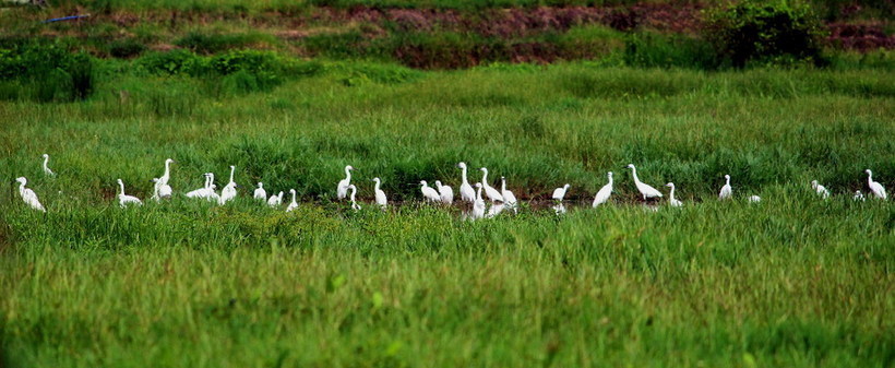 清远佛冈有个鹭鸟田园