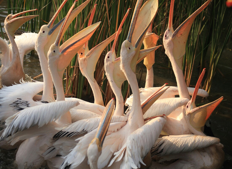 周末全家去哪儿?走走南沙的湿地生态园