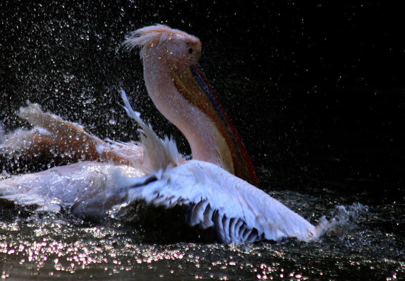 周末全家去哪儿?走走南沙的湿地生态园