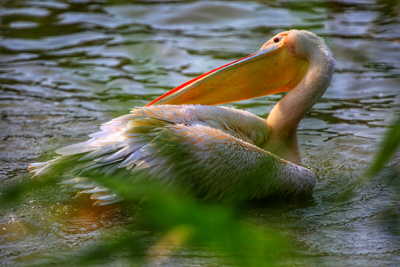 周末全家去哪儿?走走南沙的湿地生态园
