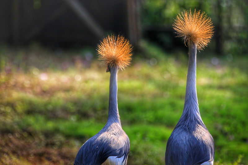周末全家去哪儿?走走南沙的湿地生态园
