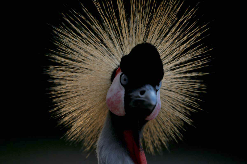 周末全家去哪儿?走走南沙的湿地生态园