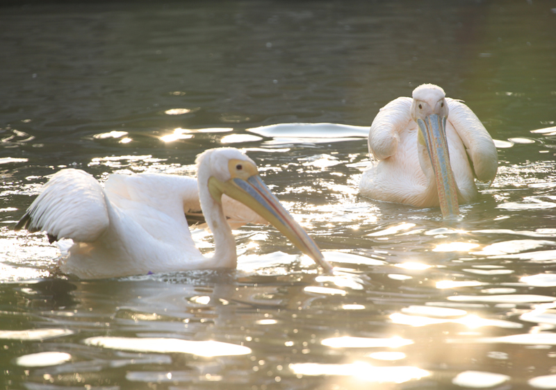 周末全家去哪儿?走走南沙的湿地生态园