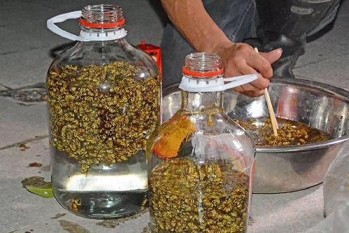 江门:20多斤马蜂窝被端 4000多只蜂泡酒