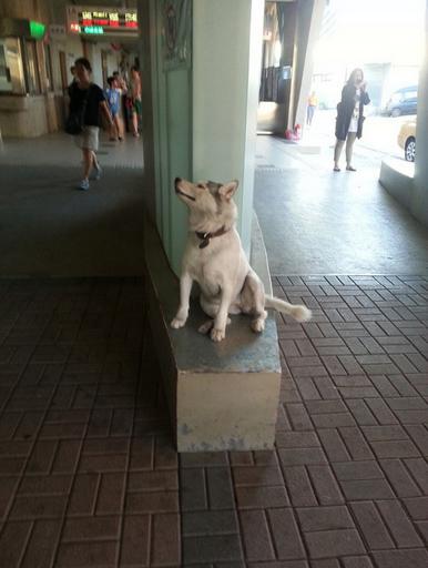 哈士奇店外打劫路人 快给大爷买热狗萌翻网友