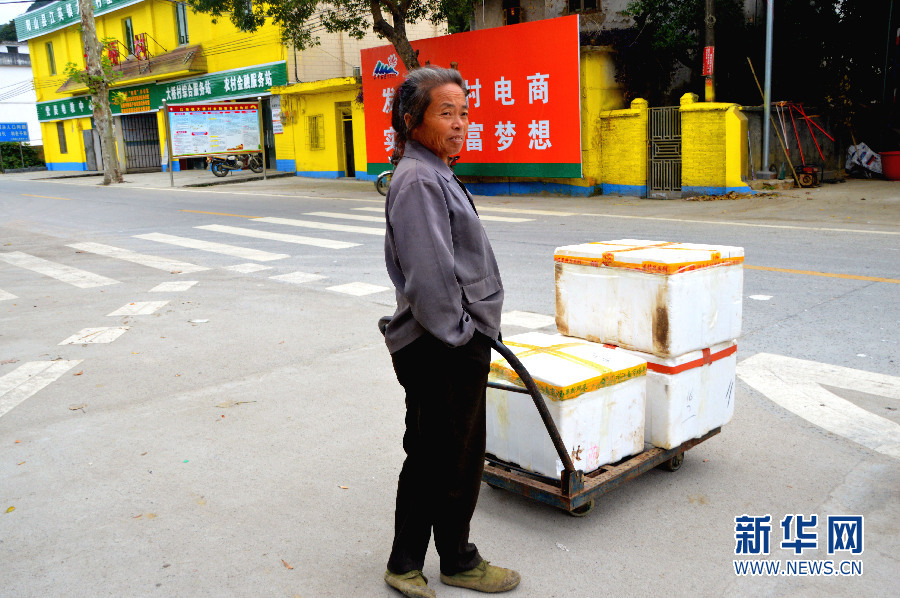 广东阳山致富经:专业合作社让阳山鸡下金蛋