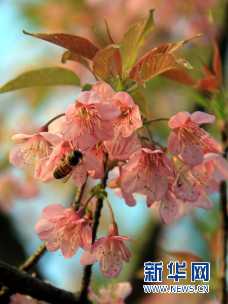 广东清远:樱花提前盛放
