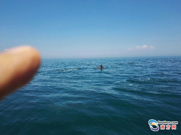 南澎列岛国家级自然保护区又现百头宽吻海豚