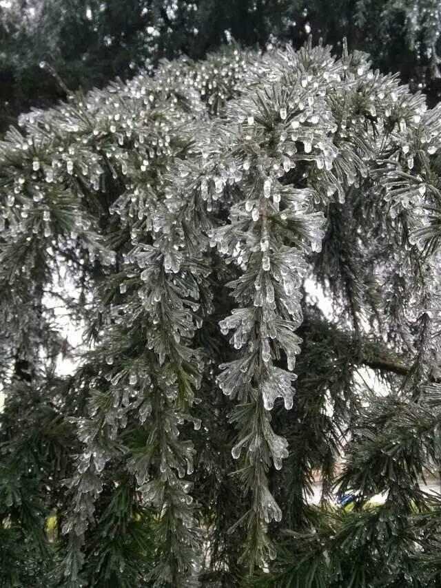 广东102市县发布寒冷预警 韶关出现冰挂