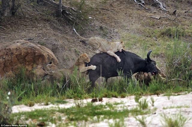 水牛与狮群搏斗90分钟 刺死狮子