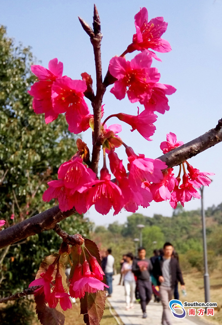 赏樱花,不用去日本 在深圳坪山就可以