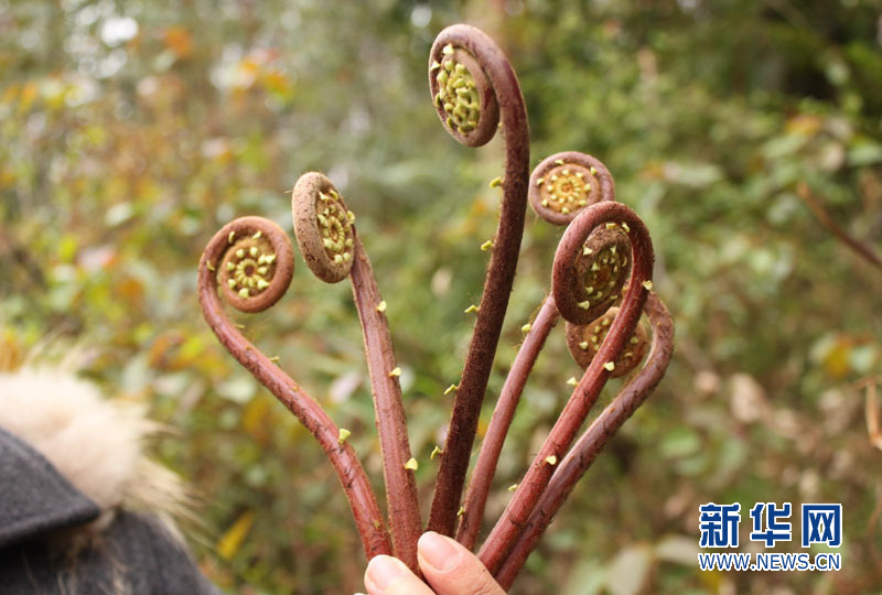 阳春三月到金子山赏春花吃春宴