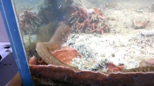 鱼缸藏近1米大虫 小鱼游过瞬间消失吓呆主人